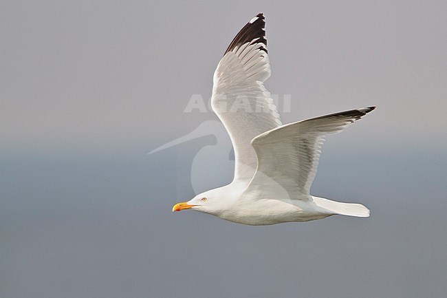 American Herring Gull, Amerikaanse Zilvermeeuw (Larus Smithonianus) from North America; stock-image by Agami/Glenn Bartley,