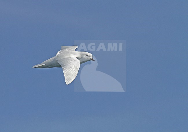 Snow Petrel (Pagodroma nivea) in flight over the southern atlantic ocean off Antarctica. stock-image by Agami/Pete Morris,