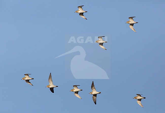 European Golden Plovers (Pluvialis apricaria) flying in the early morning winter sun to their feeding area's along the Dutch coast. stock-image by Agami/Edwin Winkel,