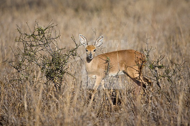 Steenbokantilope; Steenbok Antelope stock-image by Agami/Marc Guyt,