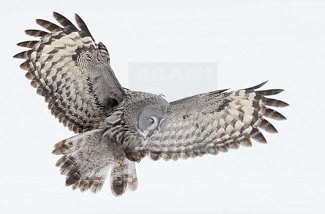 Laplanduil vliegend; Great Grey Owl flying stock-image by Agami/Markus Varesvuo,