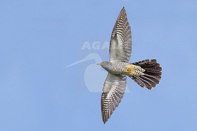 Common Cuckoo (Cuculus canorus) in Italy. stock-image by Agami/Daniele Occhiato,