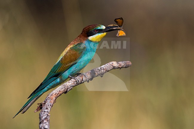 Bijeneter met prooi, European Bee-eater with prey stock-image by Agami/Daniele Occhiato,