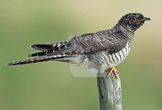 Immature Common Cuckoo (Cuculus canorus) during autumn migration in the Netherlands. stock-image by Agami/Fred Visscher,