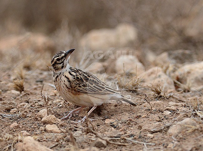 Short-tailed Lark (Spizocorys fremantlii)) stock-image by Agami/Laurens Steijn,