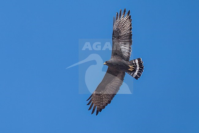 Adult
Pima Co., AZ
April 2024 stock-image by Agami/Brian E Small,