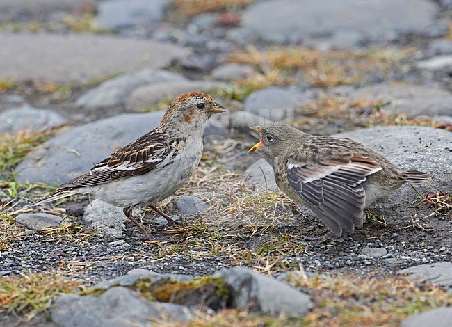 Sneeuwgors jong voerend; Snow Bunting feeding young stock-image by Agami/Markus Varesvuo,