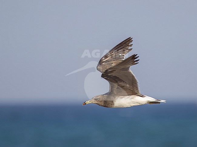 Sooty Gull (Ichthyaetus hemprichii) in flight in winter stock-image by Agami/Roy de Haas,