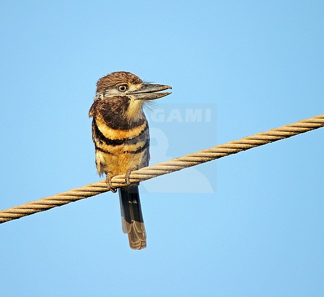 Two-banded puffbird (Hypnelus bicinctus) calling on a wire against a blue sky stock-image by Agami/Pete Morris,