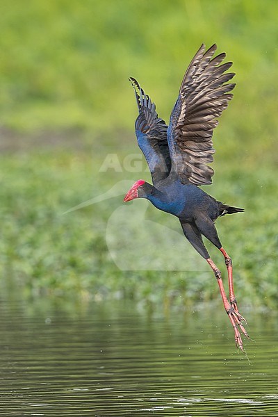 Australasian Swamphen (Porphyrio melanotus)  in Papua New Guinea stock-image by Agami/Dubi Shapiro,