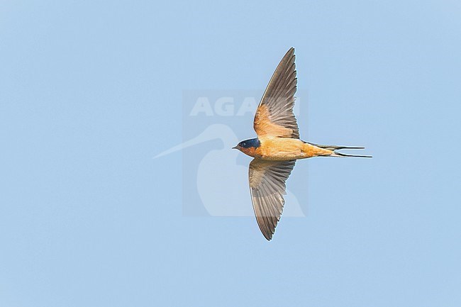 Adult American Barn Swallow (Hirundo rustica erythrogaster) in flight Galveston County, Texas, United States. stock-image by Agami/Brian E Small,