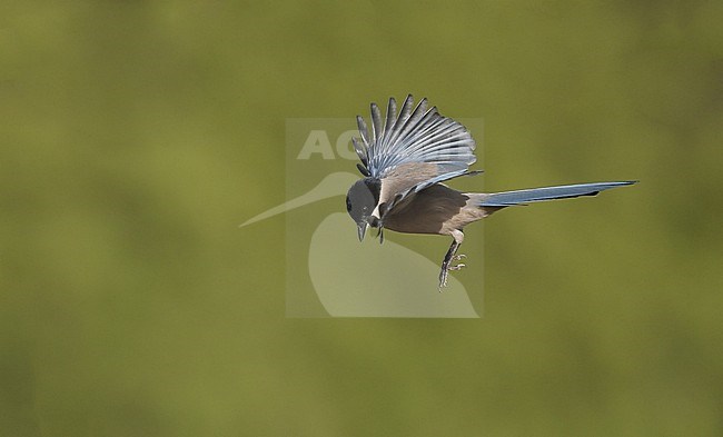 Iberian Magpie (Cyanopica cooki) single bird in flight at Sierra Morena, Andalusia, Spain stock-image by Agami/Helge Sorensen,