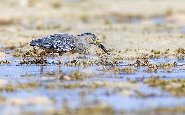 Adult Striated Heron walking in Hamata beach, Egypt, Red Sea. May 24, 2014. stock-image by Agami/Vincent Legrand,
