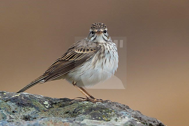 Berthelot's Pipit (Anthus berthelotii) on the island of Madeira. Standing on rocky ground. stock-image by Agami/Daniele Occhiato,