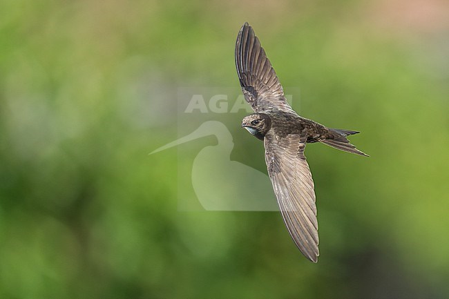 Common Swift (Apus apus) flying agains green background in Bulgaria. stock-image by Agami/Marcel Burkhardt,