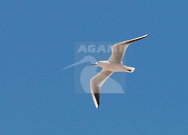 Dunbekmeeuw, Slender-billed Gull, Chroicocephalus genei stock-image by Agami/Arnold Meijer,