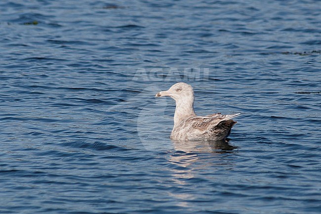 Glaucous Gull, Grote Burgemeester, Larus hyperboreus ssp. leuceretes, Iceland, 2 cy stock-image by Agami/Ralph Martin,