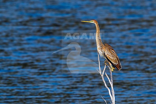 Immature Bourne's Heron in Barragem de Poilao, Santiago, Cape Verde. stock-image by Agami/Vincent Legrand,