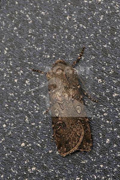 Heart and Club (Agrotis clavis) stock-image by Agami/Bas Haasnoot,