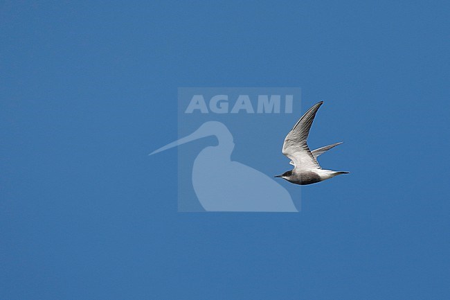 Zwarte stern; Black Tern; stock-image by Agami/Chris van Rijswijk,