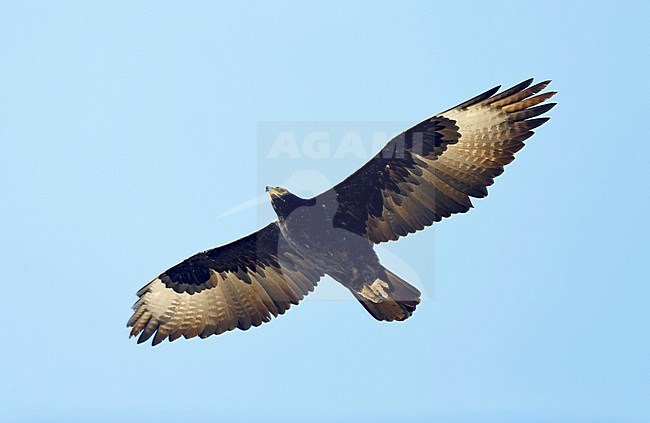 Adulte Zwarte Arend in vlucht, Verreaux's Eagle (Aquila verreauxii) adult in flight stock-image by Agami/Dick Forsman,