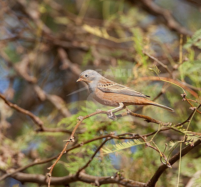 Adult Cretzschmar's Bunting (Emberiza caesia) during spring migration in Eilat, Israel. Perched in a tree. stock-image by Agami/Marc Guyt,