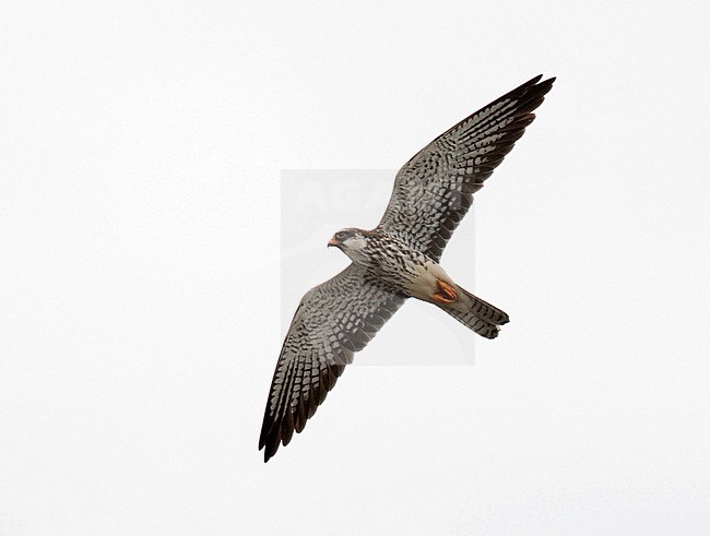 First-winter Amur Falcon (Falco amurensis) flying over savanna in South Africa. Seen from below, showing under wings. stock-image by Agami/Dani Lopez-Velasco,