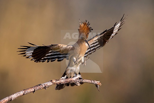 Hop landend op tak; Eurasian Hoopoe landing on a branch stock-image by Agami/Daniele Occhiato,