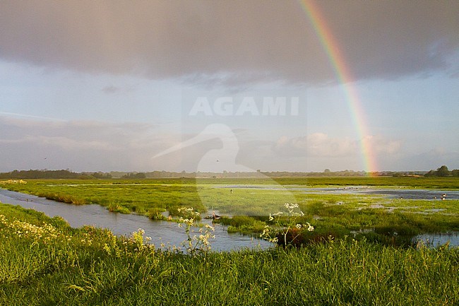 Landscape Onnerpolder, Zuidlaardermeer in the Netherlands. Rainbow over the green lush meadow. stock-image by Agami/Menno van Duijn,