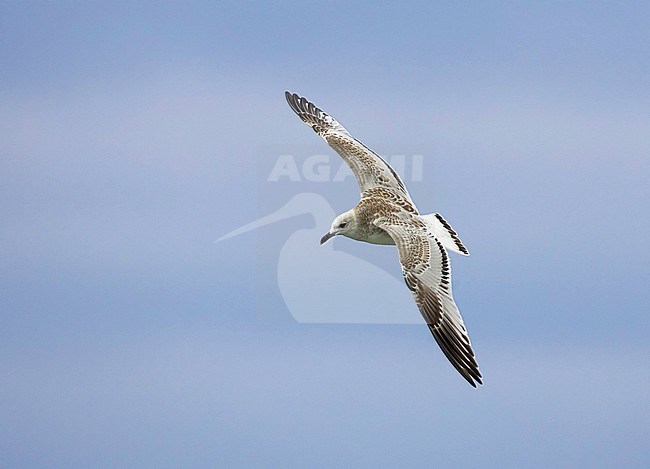 Juveniele Zwartkopmeeuw in vlucht, Juvenile Mediterranean Gull in flight stock-image by Agami/Tomi Muukkonen,