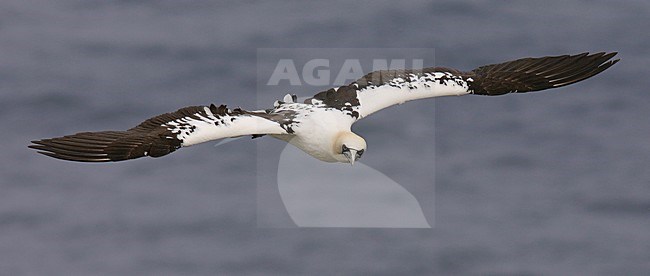 Northern Gannet sub-adult flying; Jan-van-Gent sub-adult vliegend stock-image by Agami/Bas Haasnoot,