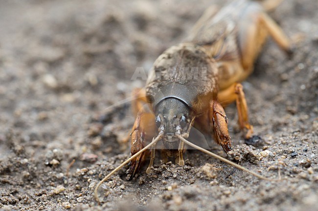 Veenmol, Mole cricket stock-image by Agami/Rob de Jong,