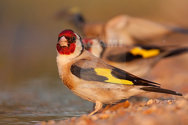 European Goldfinch, Putter,  Carduelis carduelis ssp. balcanica, Croatia, adult male stock-image by Agami/Ralph Martin,