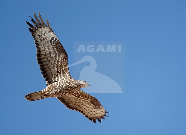 Volwassen Wespendief in de vlucht; Adult European Honey Buzzard in flight stock-image by Agami/Markus Varesvuo,