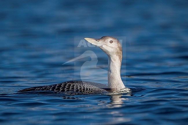 Juvenile
San Diego Co., CA
December 2022 stock-image by Agami/Brian E Small,