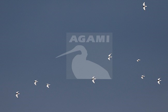 White-winged Tern - Weissflügel-Seeschwalbe - Chlidonias leucopterus, Russia (Baikal), adult stock-image by Agami/Ralph Martin,