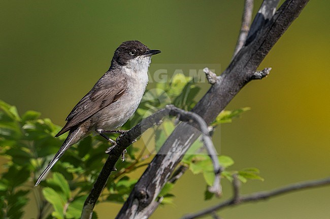 Male Western Orphean Warbler (Sylvia hortensis) stock-image by Agami/Daniele Occhiato,
