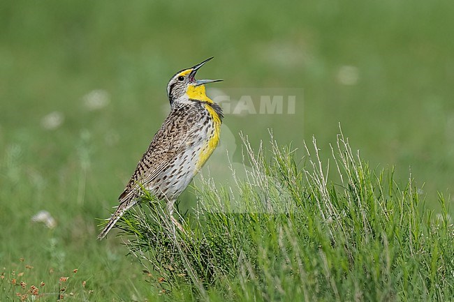 Adult breeding
Weld Co., CO
June 2023 stock-image by Agami/Brian E Small,