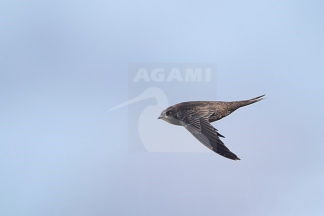 Juvenile Common Swift (Apus apus) in flight on migration at Falsterbo, Sweden. stock-image by Agami/Helge Sorensen,