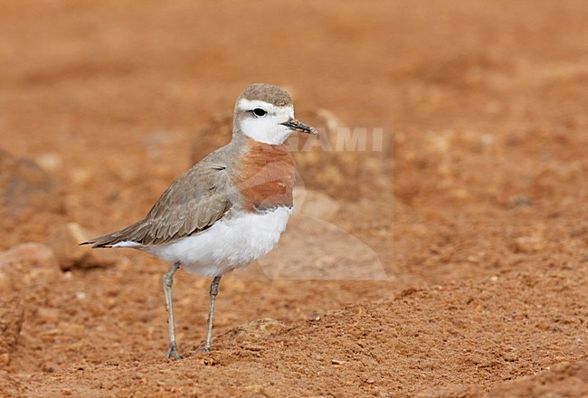 Kaspische Plevier volwassen staand; Caspian Plover adult perched stock-image by Agami/Markus Varesvuo,