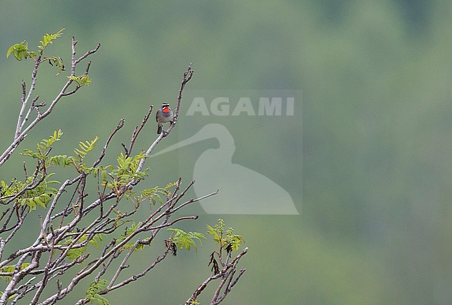 Siberian Rubythroat - Rubinkehlchen - Luscinia calliope, Russia (Ural), adult male stock-image by Agami/Ralph Martin,