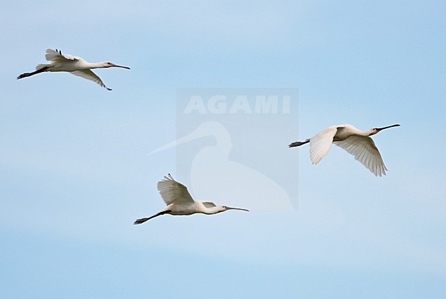 Eurasian Spoonbill three birds in flight Netherlands, Lepelaar drie vogels in vlucht Nederland stock-image by Agami/Reint Jakob Schut,