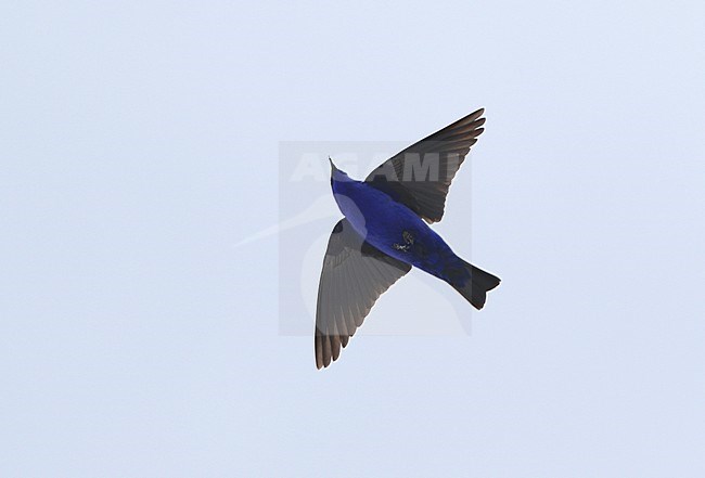 Grandala (Grandala coelicolor) in flight at Se La, India. stock-image by Agami/James Eaton,