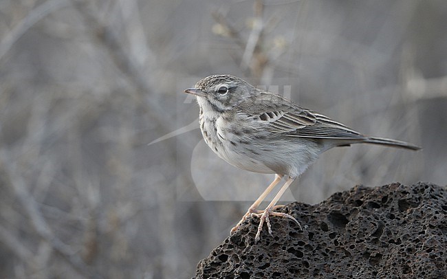 Berthelot's Pipit (Anthus berthelotii berthelotii) perched on a rock at la Rasca, Tenerife, Canary Islands stock-image by Agami/Helge Sorensen,