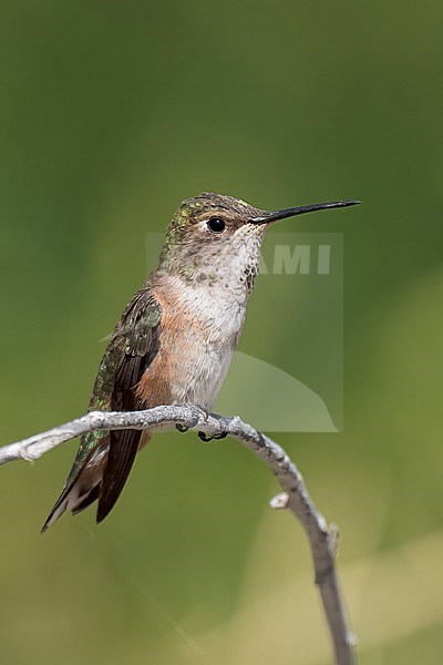 Adult female
Riverside Co., CA
April 2022 stock-image by Agami/Brian E Small,