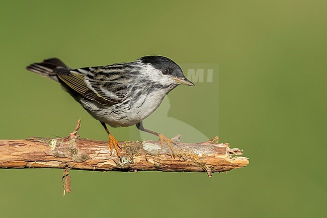 Adult male
Galveston Co., TX
April 2022 stock-image by Agami/Brian E Small,