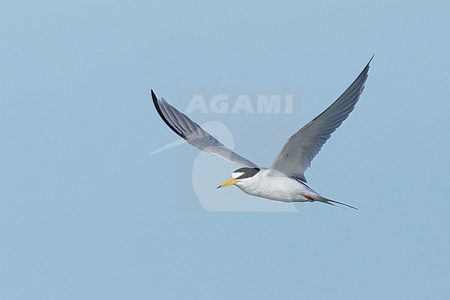 Adult Least Tern (Sternula antillarum) in summer plumage flying against blue sky in Galveston County, Texas, USA. stock-image by Agami/Brian E Small,