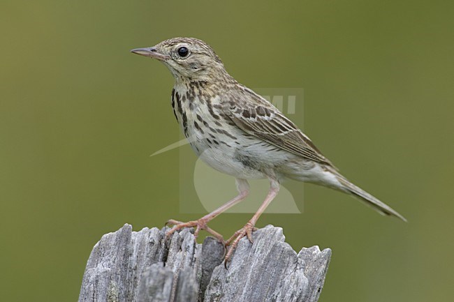 Tree Pipit perched on pole; Boompieper zittend op paal stock-image by Agami/Daniele Occhiato,