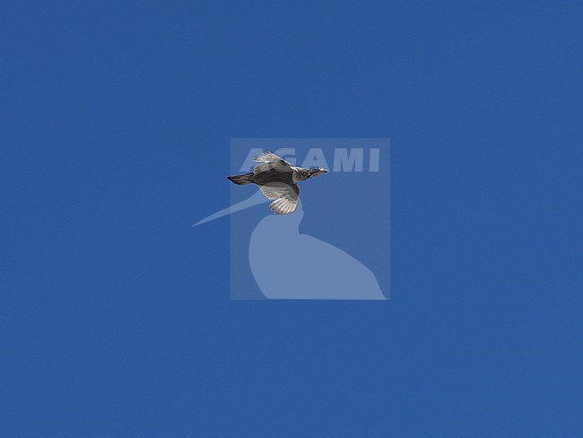 Himalayan snowcock (Tetraogallus himalayensis) male in flight (Kazakstan) stock-image by Agami/James Eaton,