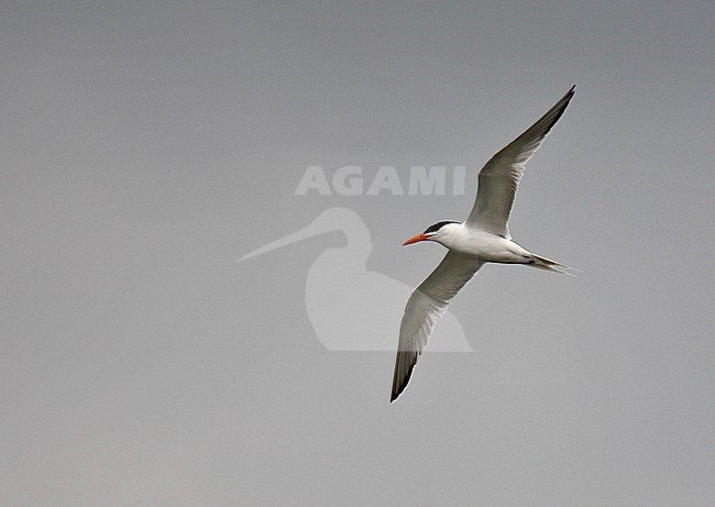 Adult summer plumaged American Royal Tern (Sterna maxima maxima) in flight. stock-image by Agami/Andy & Gill Swash ,